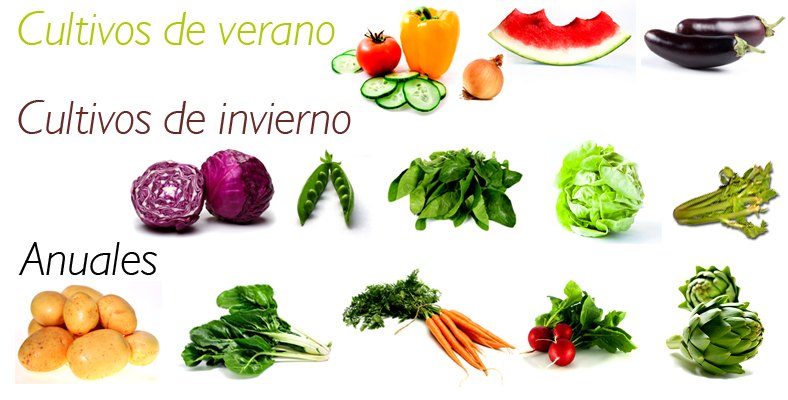 cesta ecológica ecocesta cultivos ecológicos la ecocesta de cultivos ecológicos